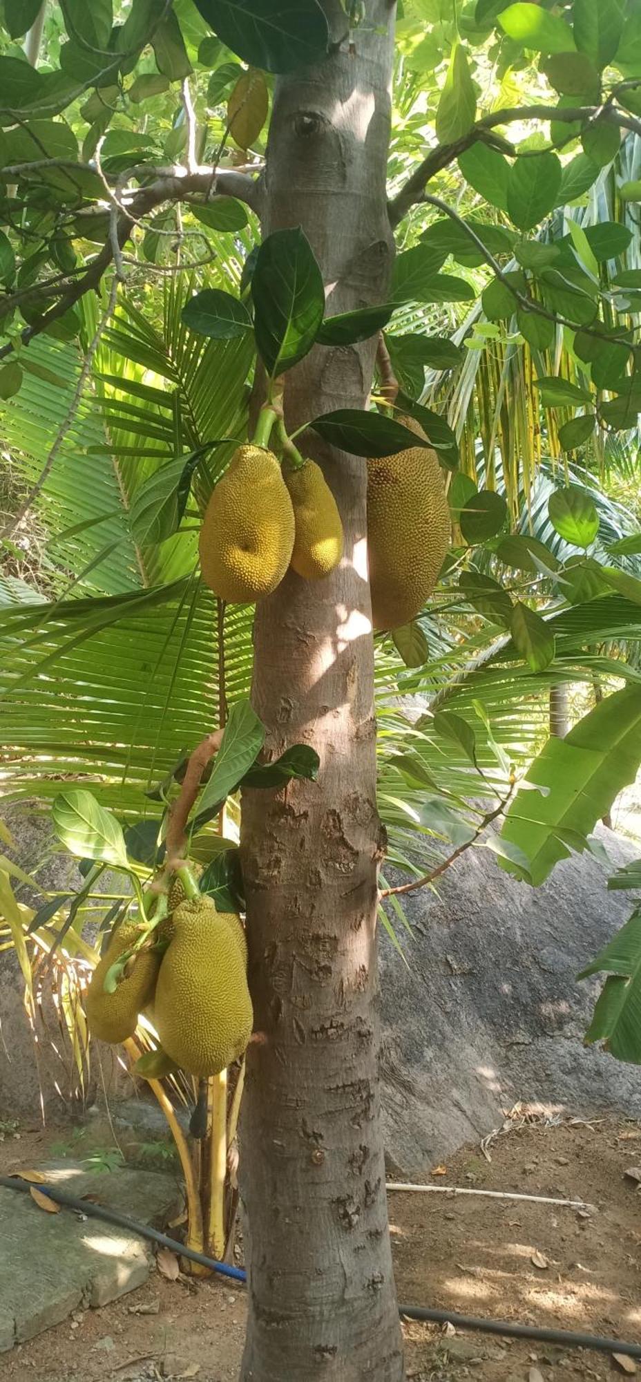 האמפי Gopi Plantation Homestay מראה חיצוני תמונה